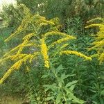 Solidago canadensisBlomst