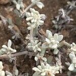 Polycarpaea nivea Hoja
