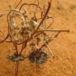 Neurada procumbens Fruit