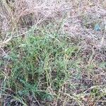 Salsola tragus 整株植物