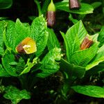 Scopolia carniolica Blomst