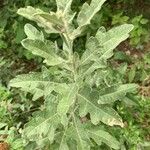 Artemisia suksdorfii Leaf