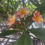 Plumeria rubraFlower