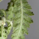 Argyranthemum adauctum Blad