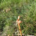 Orobanche alba Fula