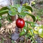 Triphasia trifolia Fruit