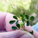 Medicago laciniata Övriga