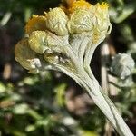 Helichrysum stoechas പുഷ്പം