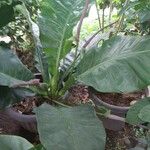 Anthurium hookeri Leaf