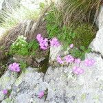 Primula hirsuta Celota