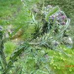 Cirsium palustre ഇല