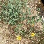 Tithonia tubaeformis Blatt