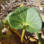 Calystegia soldanella Folla