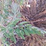 Daucus carota Leaf