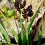 Carex parviflora Цвят