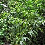 Tovaria pendula Hábito