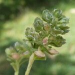 Alyssum alyssoides Плод