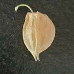 Physalis peruviana Φρούτο