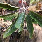Terminalia stenostachya Leaf