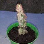 Opuntia triacanthos Kůra