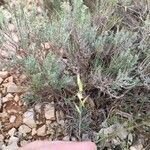 Helictochloa bromoides Fula