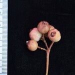 Sorbus microphylla