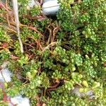 Sedum oreganum Агульны выгляд