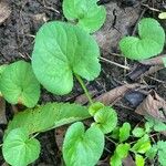 Viola × melissifolia Leaf