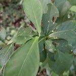 Psychotria horizontalis Frunză
