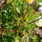 Chamaemelum fuscatum Leaf