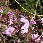 Limonium insigne Flor