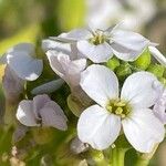 Cakile maritima Flor