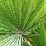Livistona chinensis Folha