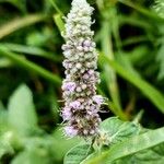 Mentha longifoliaFlower