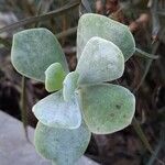 Cotyledon orbiculata Folha