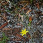 Hypoxis juncea Hábito