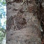 Nothofagus alpina 树皮