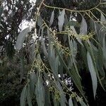 Eucalyptus dalrympleana 葉