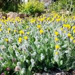 Hieracium villosum Flor
