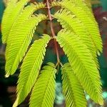 Calliandra tweediei Leaf