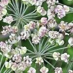 Laserpitium latifolium Fleur