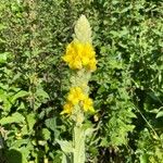 Verbascum densiflorumFlower