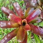 Neoregelia farinosa Fuelha