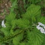 Heliotropium indicumFlower