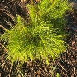 Acacia cognata Fuelha