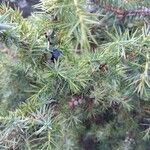 Juniperus communisFruit