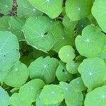 Tropaeolum majus Blad