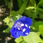 Phacelia campanularia 花