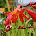 Crocosmia × crocosmiiflora Květ