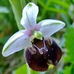 Ophrys fuciflora മറ്റ്